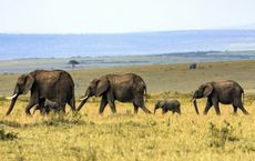 Article Image for Global Cooperation in Conservation Efforts