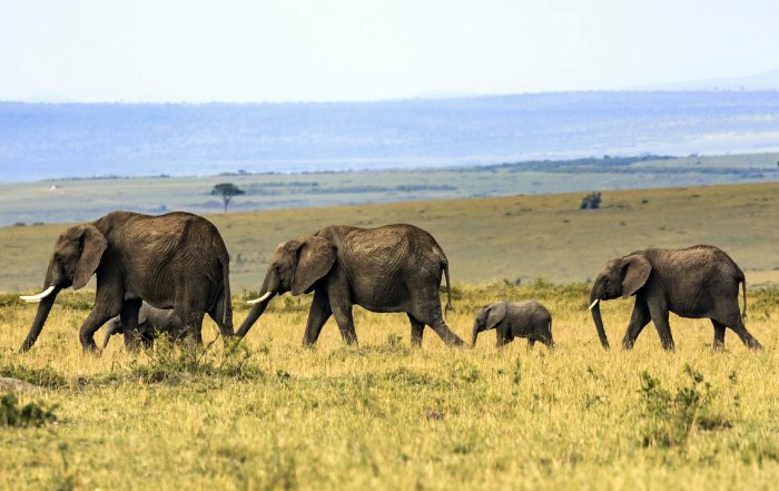 Article Image for Global Cooperation in Conservation Efforts