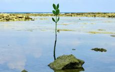 Article Image for Individual Actions Supporting Environmental Progress