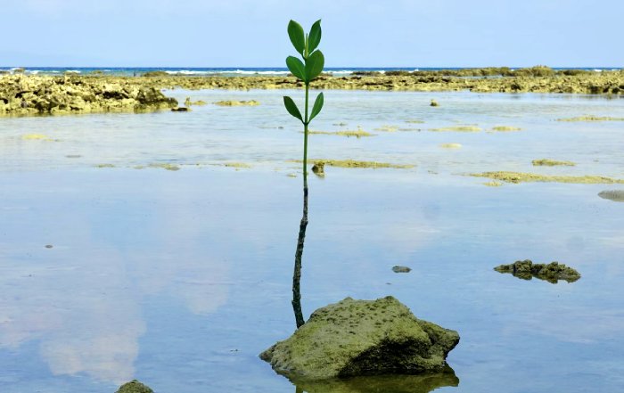 Article Image for Individual Actions Supporting Environmental Progress